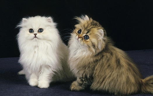 Golden and Chinchilla Persian Domestic Cat, Kittens sitting