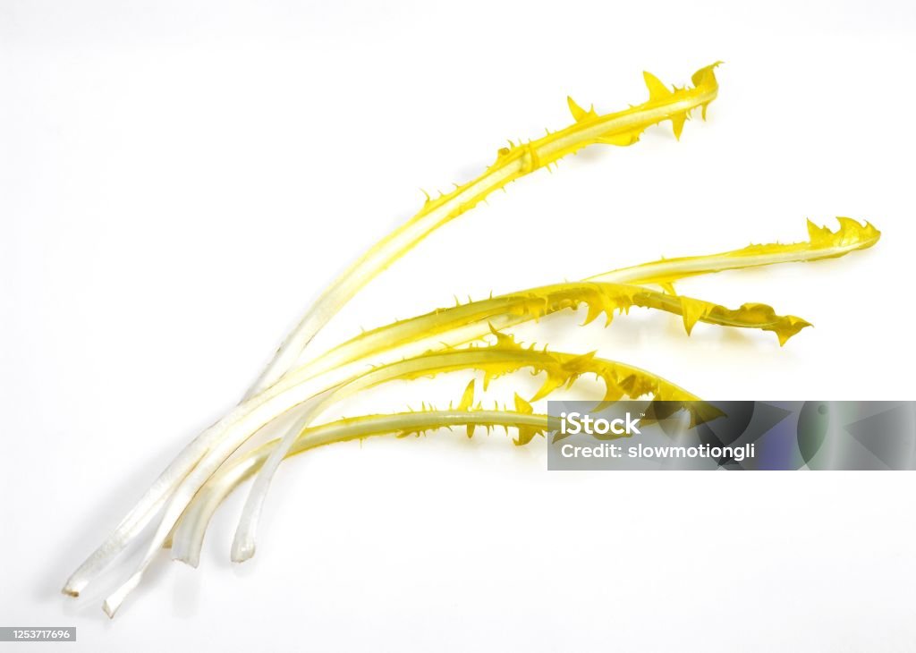 French Chicory Called Barbe de Capucin, cichorium intybus, Salad against White Background Botany Stock Photo