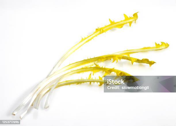 French Chicory Called Barbe De Capucin Cichorium Intybus Salad Against White Background Stock Photo - Download Image Now