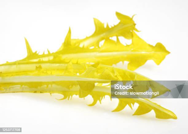 French Chicory Called Barbe De Capucin Cichorium Intybus Salad Against White Background Stock Photo - Download Image Now