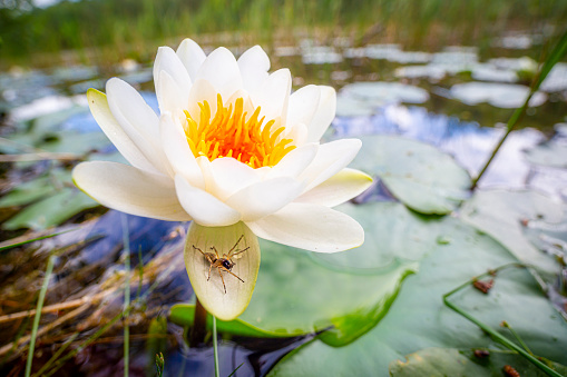 Portrait of a waterlily in a calm pond with a spider on the petals