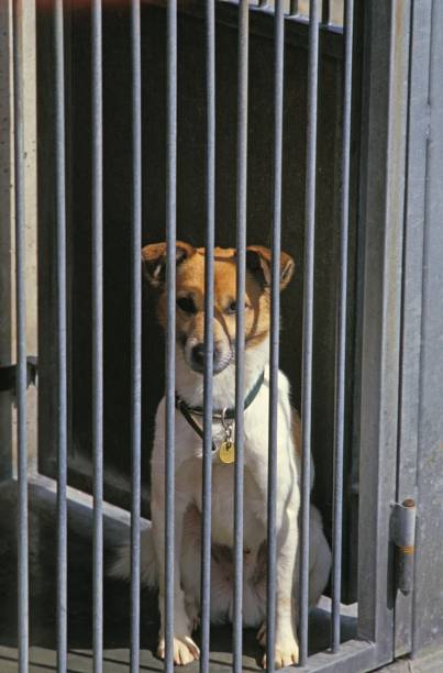 istock RSPCA, Dog waiting for Adoption 1253718492