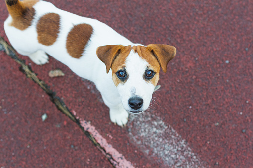 Jack Russell Terrier puppy,white with brown round spots,stands on the sports floor of the playground, looks into the camera with brown eyes. Dog Day,Pet Day. View from above. Close-up,place for text.