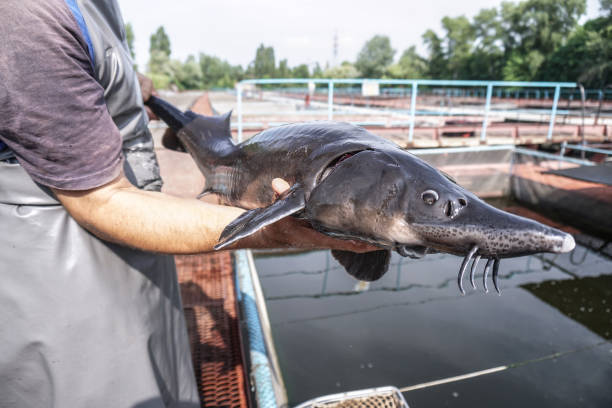 Beautiful big gray fish in the hands of a fisherman of a factory worker. Production and cultivation of sturgeons and beluga on the farm. Fishing theme stock photo