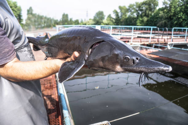 Beautiful big gray fish in the hands of a fisherman of a factory worker. Production and cultivation of sturgeons and beluga on the farm. Fishing theme stock photo