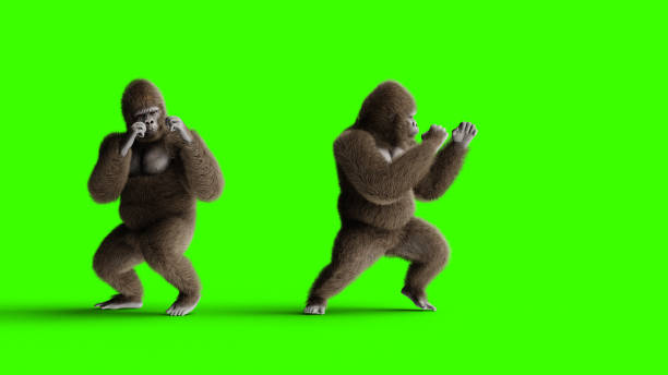 Funny Brown Gorilla Fighting Super Realistic Fur And Hair Green Screen 3d  Rendering Stock Photo - Download Image Now - iStock
