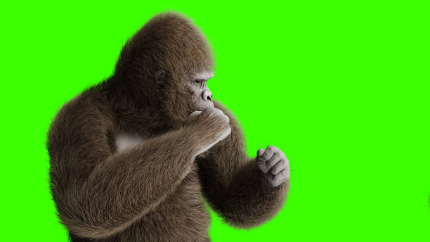 śmieszne brązowy goryl walki. super realistyczne futro i włosy. zielony ekran. renderowanie 3d. - gorilla zoo animal silverback gorilla zdjęcia i obrazy z banku zdjęć