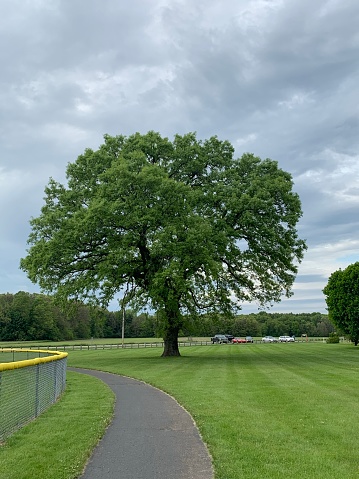 Beautiful tree in a park in Michigan