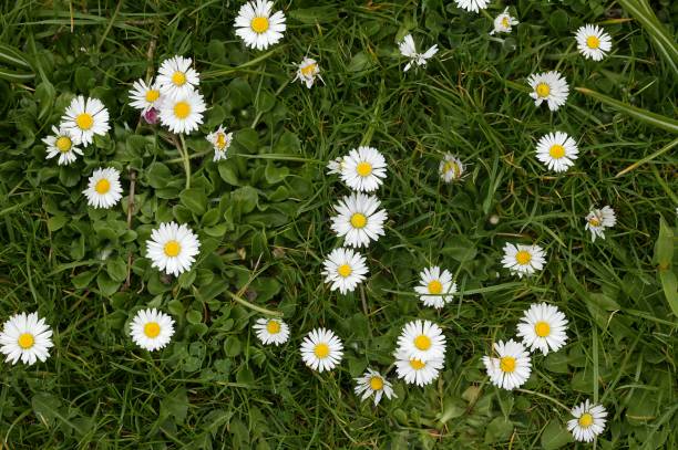 istock Daisies, bellis perennis 1253720045