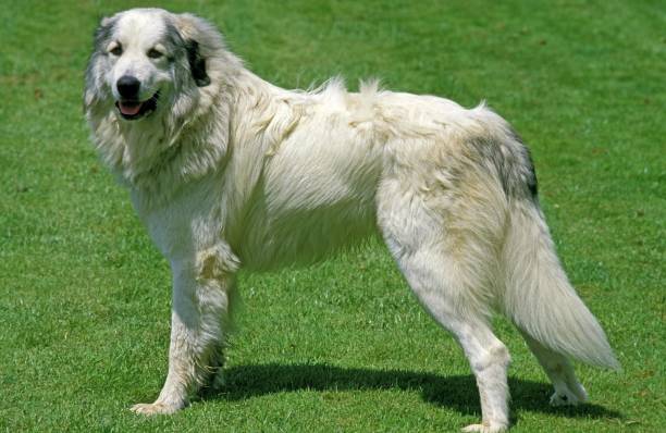 istock Great Pyrenees Dog or Pyrenean Mountaing Dog 1253720072
