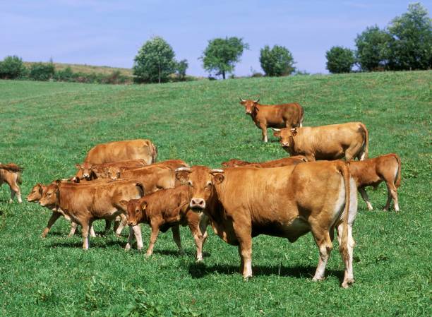istock Limousin Domestic Cattle, Cows and Calves 1253720460