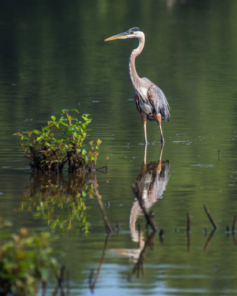 istock Great Blue Heron portrait flying and finding a meal 1253720518