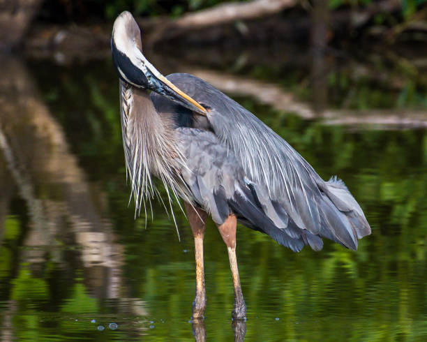 istock Great Blue Heron portrait flying and finding a meal 1253720530