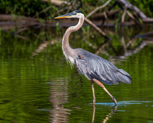 istock Great Blue Heron portrait flying and finding a meal 1253720546