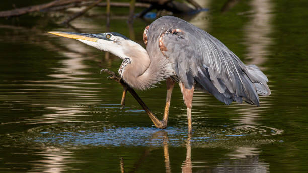 istock Great Blue Heron portrait flying and finding a meal 1253720547