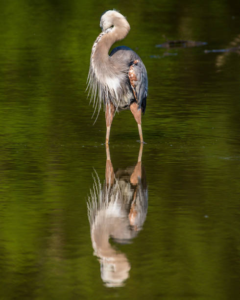 istock Great Blue Heron portrait flying and finding a meal 1253720557