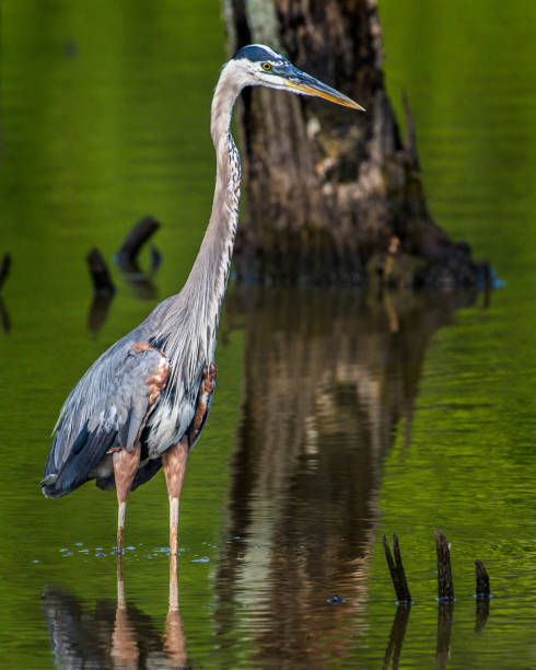 istock Great Blue Heron portrait flying and finding a meal 1253720579