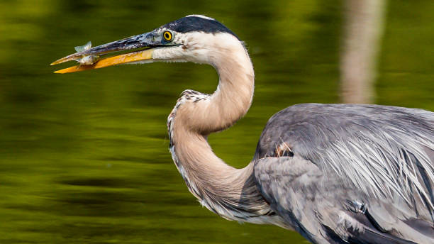 istock Great Blue Heron portrait flying and finding a meal 1253720613