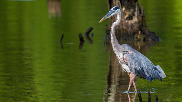 istock Great Blue Heron portrait flying and finding a meal 1253720619