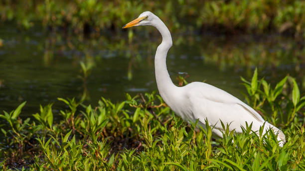 istock Great Egret portrait and flying at Huntley Meadows Park 1253721663