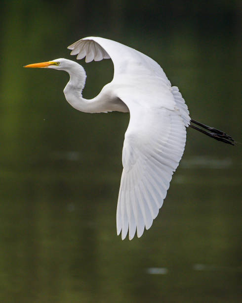 istock Great Egret portrait and flying at Huntley Meadows Park 1253721717