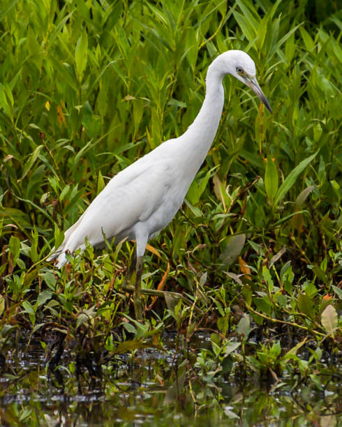 istock Juvenile Little Blue Heron looking for a meal and in flight 1253721775