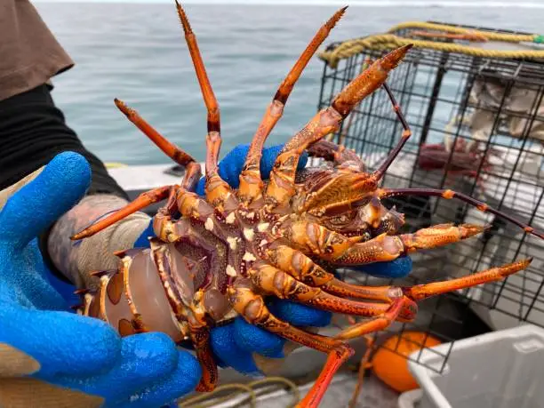 Handling crayfish on boat