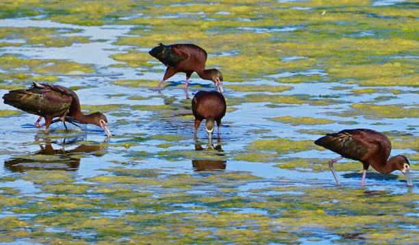 ibis du bassin de klamath à face blanche - tule lake national wildlife refuge photos et images de collection