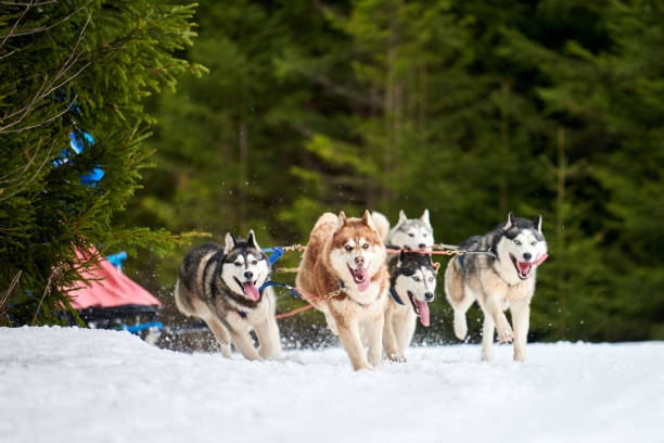 istock Husky sled dog racing 1253722754