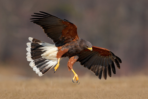 Flying bird of prey, Harris Hawk, Parabuteo unicinctus, landing