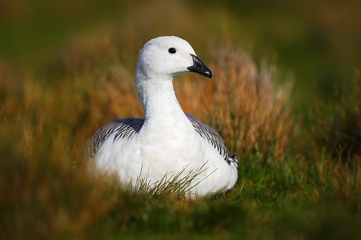 White bird in the green grass. Goose in the grass. Wild white Upland goose, Chloephaga picta, in the nature habitat, Argentina. White bird with long neck. White goose in the grass.
