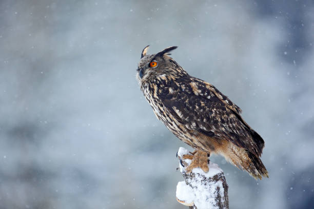 istock Big Eurasian Eagle Owl with snowy stump with snow flake during winter, Czech republic 1253722869