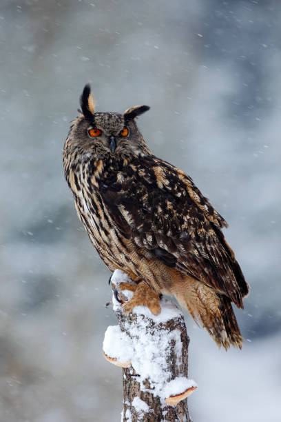 istock Big Eurasian Eagle Owl with snowy stump with snow flake during winter 1253722900