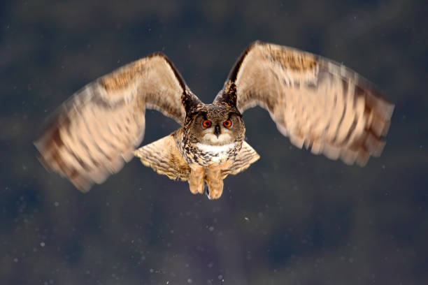 istock Eurasian Eagle Owl fly hunting during winter surrounded with snowflakes, action flying scene with bird, animal in the nature habitat, Norway 1253722973