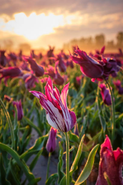 istock Extraordinary purple tulips 1253724252