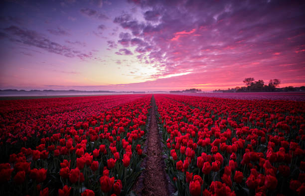 istock Tulip field during sunrise 1253725025
