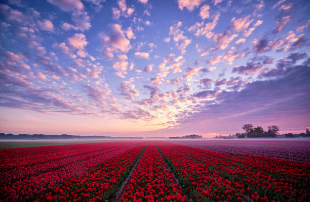istock Tulip field during sunrise 1253725052