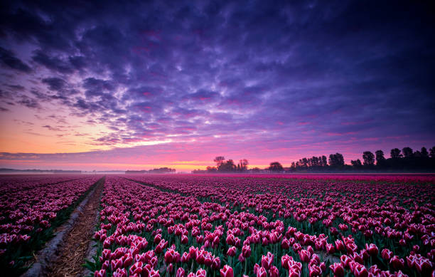 istock Tulip field during sunrise 1253725078