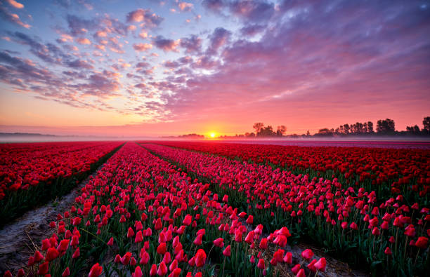 istock Tulip field during sunrise 1253725092