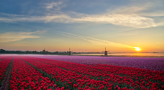 Tulip field with windmills along during sunrise in the mist, the field has red and purple tulips, there are only a few small clouds. The sky is orange and blue.