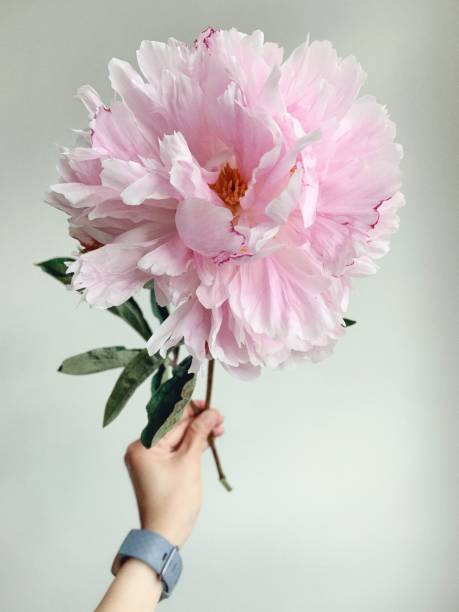 istock POV of hand holding a fully bloomed pink peony 1253725332