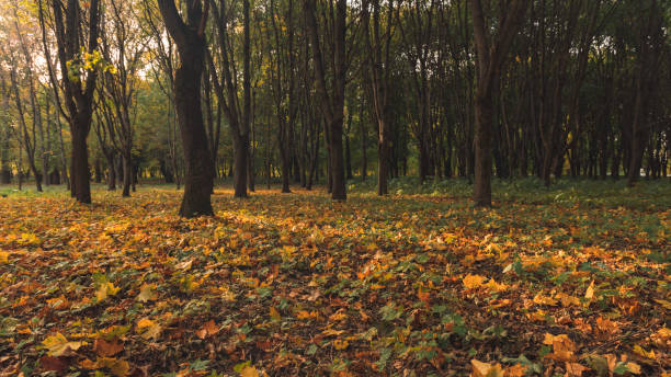 9月秋のタイムパークの屋外風景、オレンジ色の落ち葉の地面と柔らかいフォーカスの木の背景はここに人々なし - autumn leaf frame decoration ストックフォトと画像