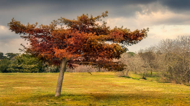 istock Red leaves and reddish tree in the city park 1253726924