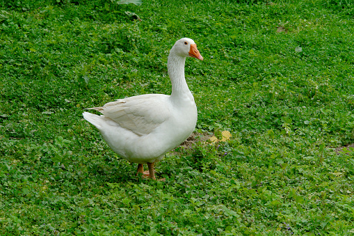 Beak and Face of White Goose. The duck is aggressive she is angry and hissing