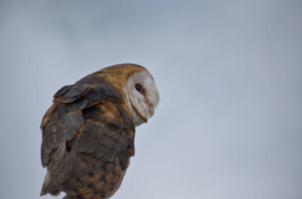 istock A Barn Owl with a look over his shoulder 1253728919