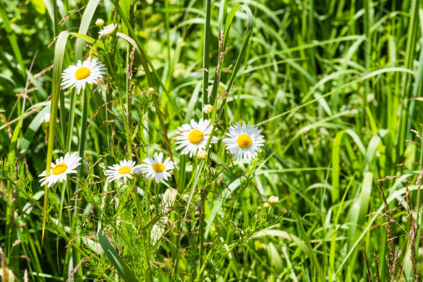 istock Summer natural background, landscape - beautiful daisies in dense fresh green grass 1253729501