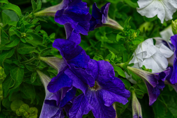 istock Blue Petunias 1253730273