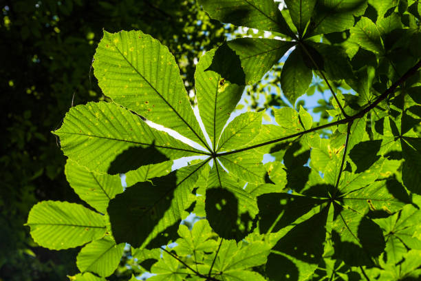istock Chestnut leaves lit by the sun, bottom view - floral summer background 1253730564