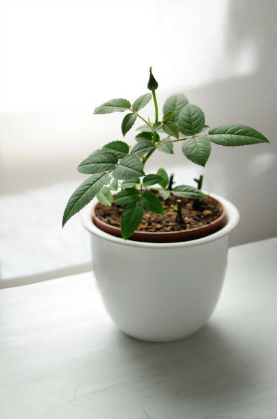 istock Rose plant  with small bud in the pot opposite the window light. 1253737396