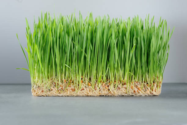 bio frisches grünes weizengras für weizengras schüsse. - wheatgrass nutritional supplement antioxidant grass stock-fotos und bilder
